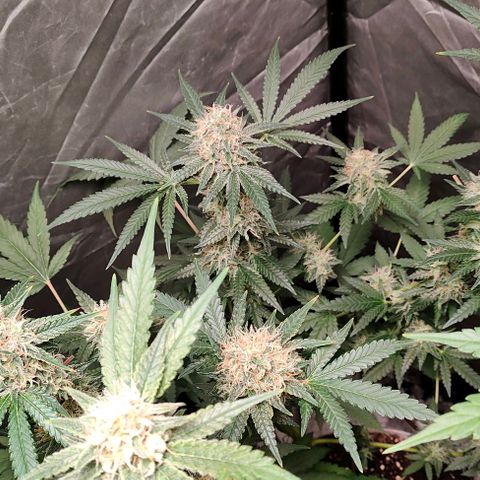 Critical growlog timeline photo