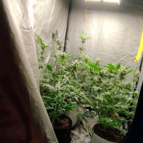 Critical growlog timeline photo