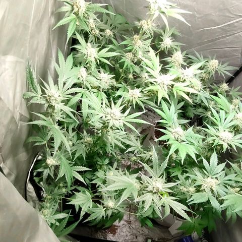 Critical growlog timeline photo