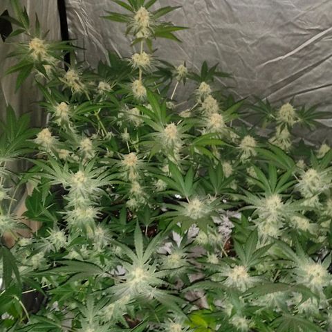 Critical growlog timeline photo