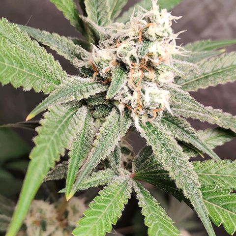 Critical growlog timeline photo
