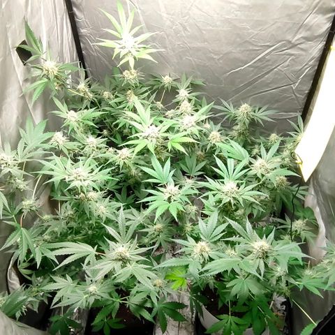 Critical growlog timeline photo