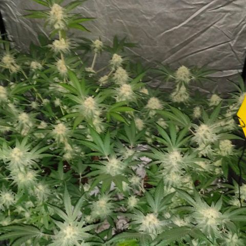 Critical growlog timeline photo