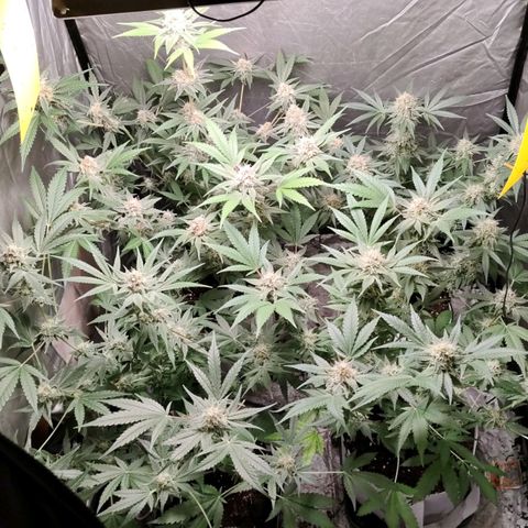 Critical growlog timeline photo
