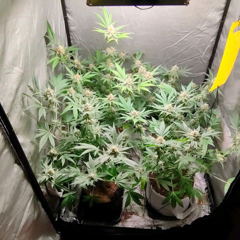 Critical growlog timeline photo
