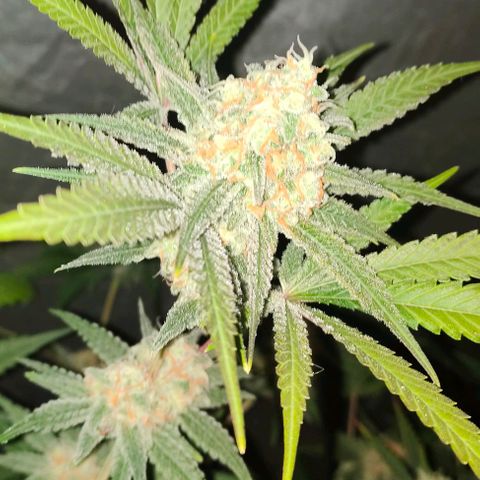 Critical growlog timeline photo