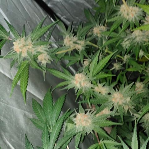 Critical growlog timeline photo