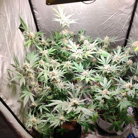 Critical growlog timeline photo