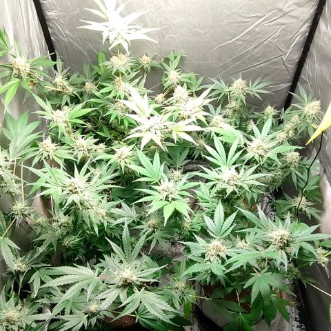 Critical growlog timeline photo