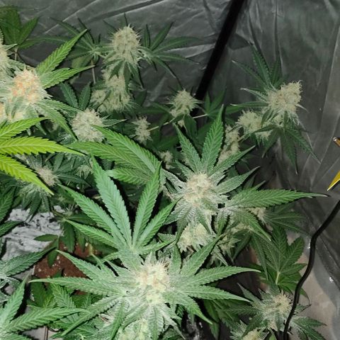 Critical growlog timeline photo