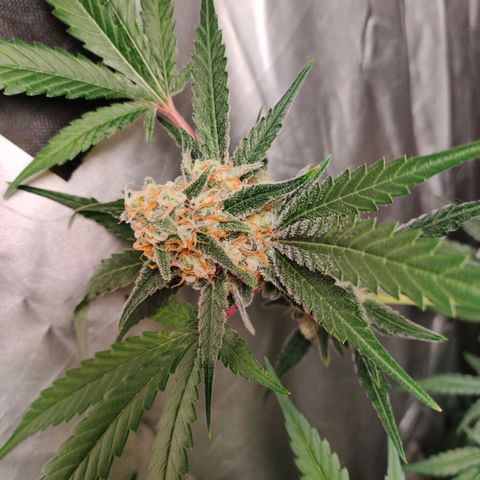 Critical growlog timeline photo