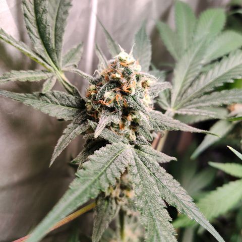 Critical growlog timeline photo