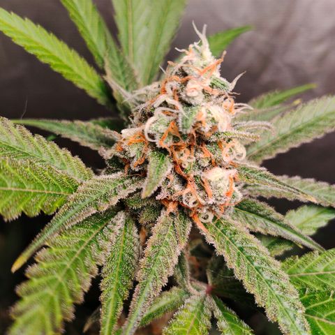 Critical growlog timeline photo