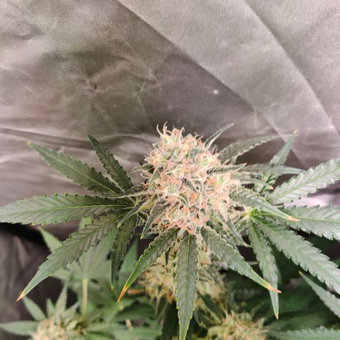 Critical growlog timeline photo