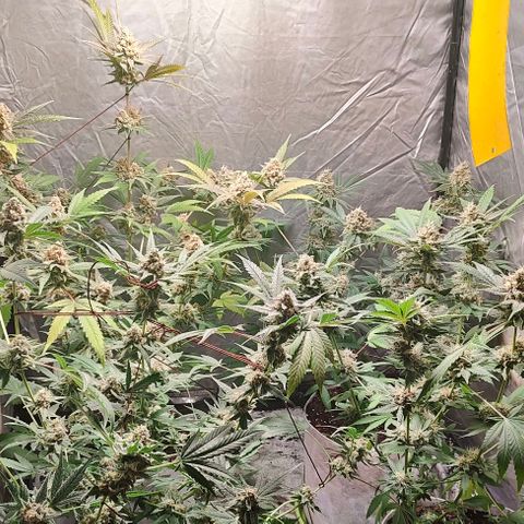 Critical growlog timeline photo