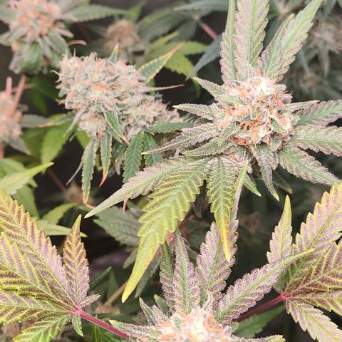 Critical growlog timeline photo