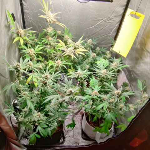 Critical growlog timeline photo