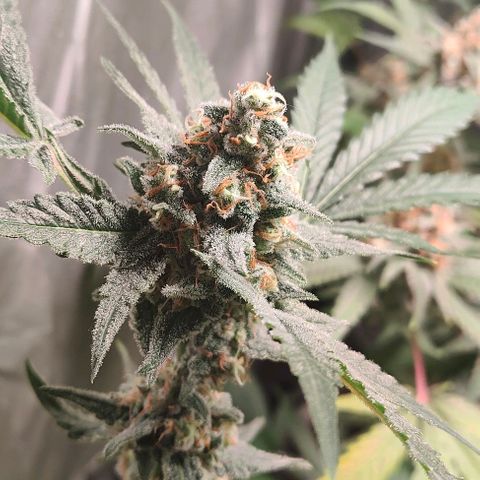 Critical growlog timeline photo