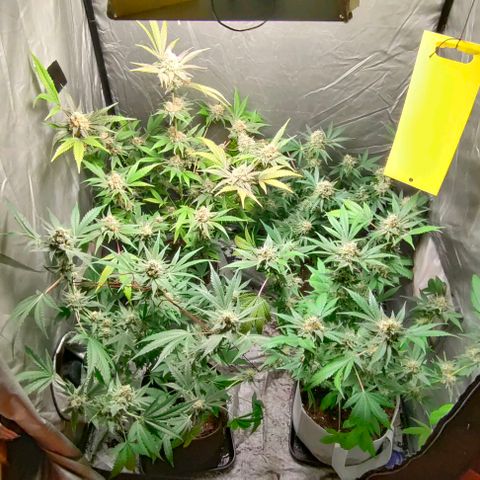 Critical growlog timeline photo