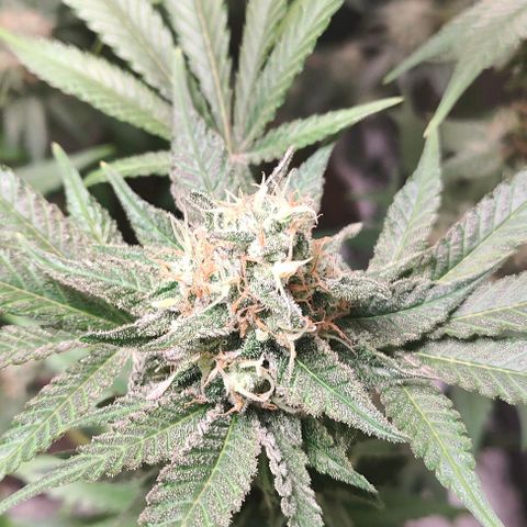 Critical growlog timeline photo