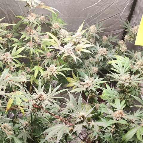 Critical growlog timeline photo