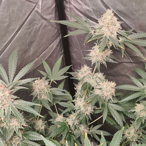 Critical growlog timeline photo