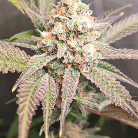 Critical growlog timeline photo