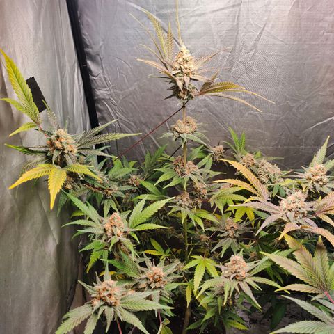 Critical growlog timeline photo
