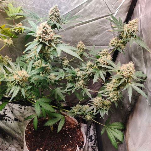 Critical growlog timeline photo