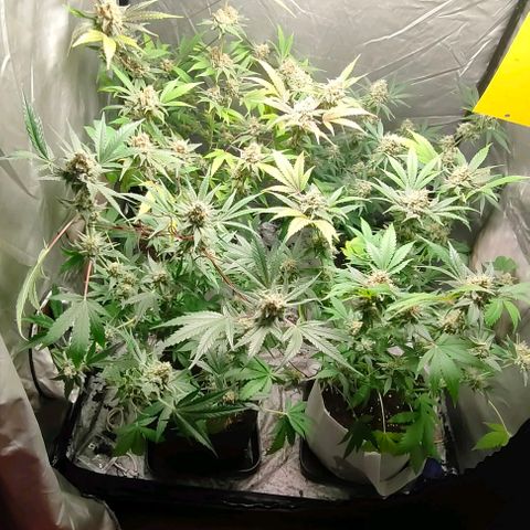 Critical growlog timeline photo