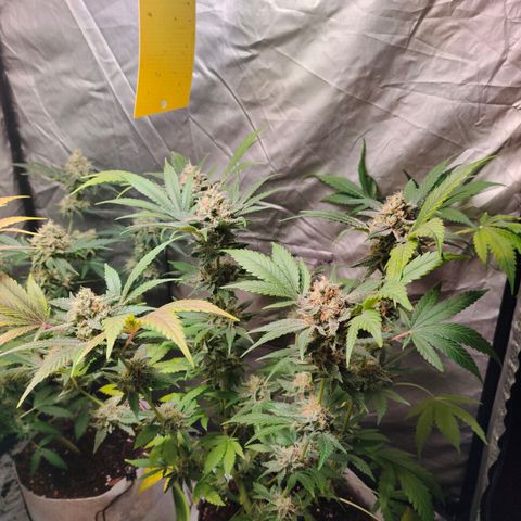 Critical growlog timeline photo
