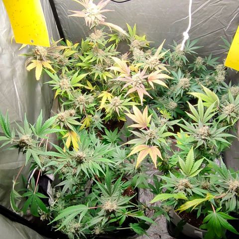 Critical growlog timeline photo