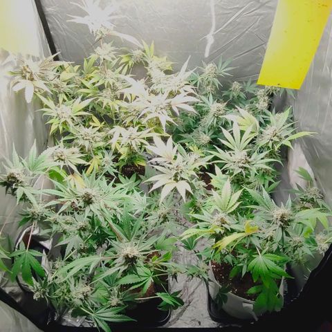 Critical growlog timeline photo
