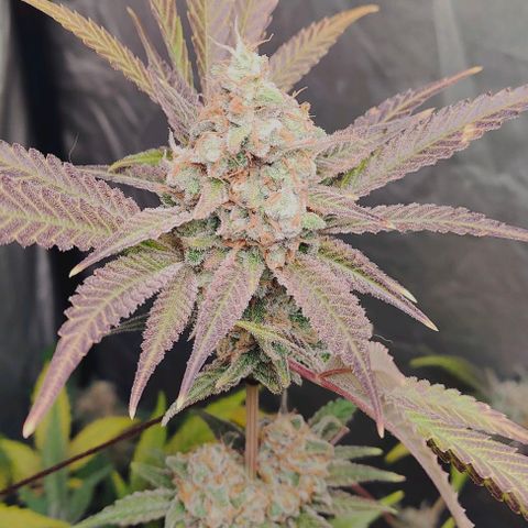 Critical growlog timeline photo