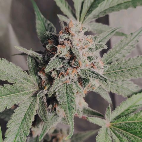 Critical growlog timeline photo