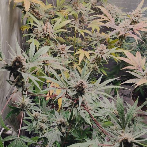 Critical growlog timeline photo