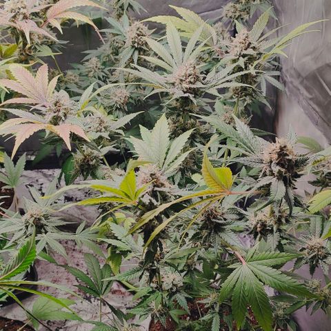 Critical growlog timeline photo