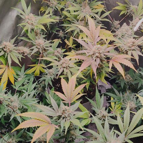 Critical growlog timeline photo
