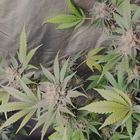 Critical growlog timeline photo