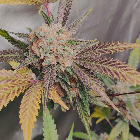 Critical growlog timeline photo
