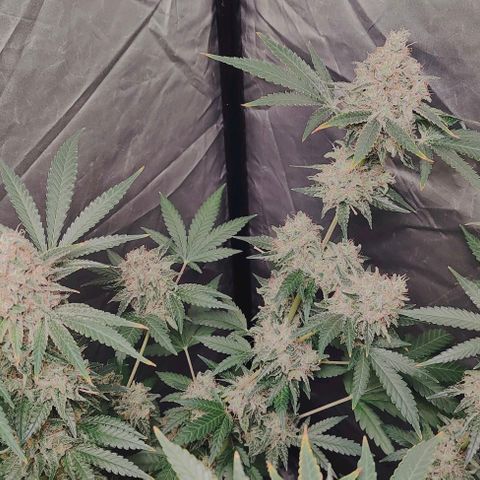 Critical growlog timeline photo