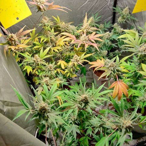 Critical growlog timeline photo
