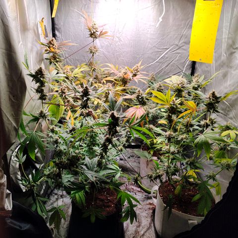 Critical growlog timeline photo