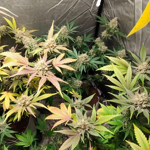 Critical growlog timeline photo