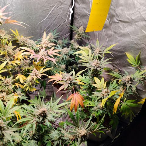 Critical growlog timeline photo