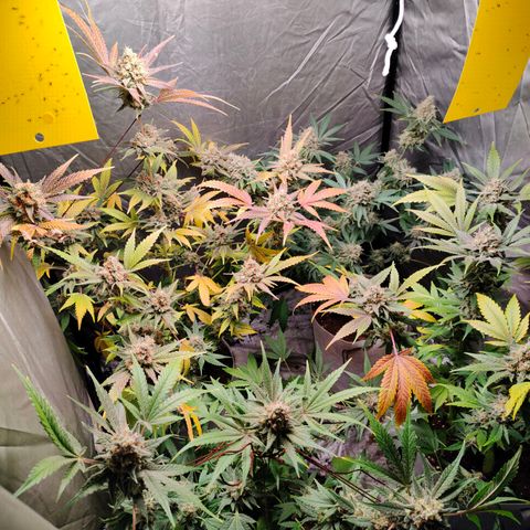 Critical growlog timeline photo