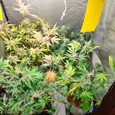 Critical growlog timeline photo