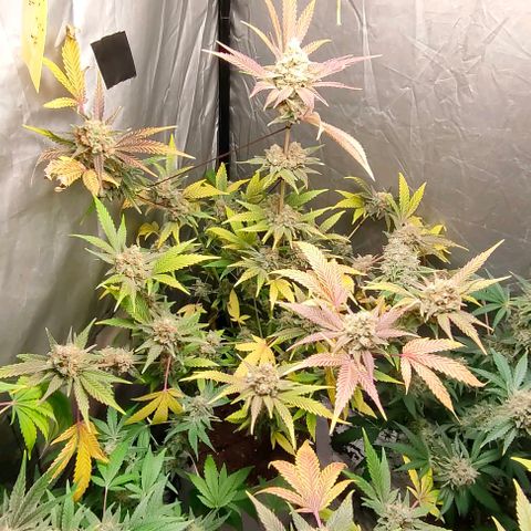 Critical growlog timeline photo