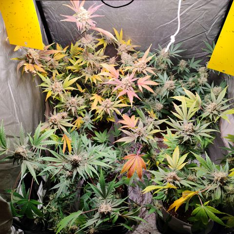 Critical growlog timeline photo