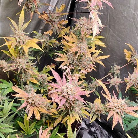 Critical growlog timeline photo